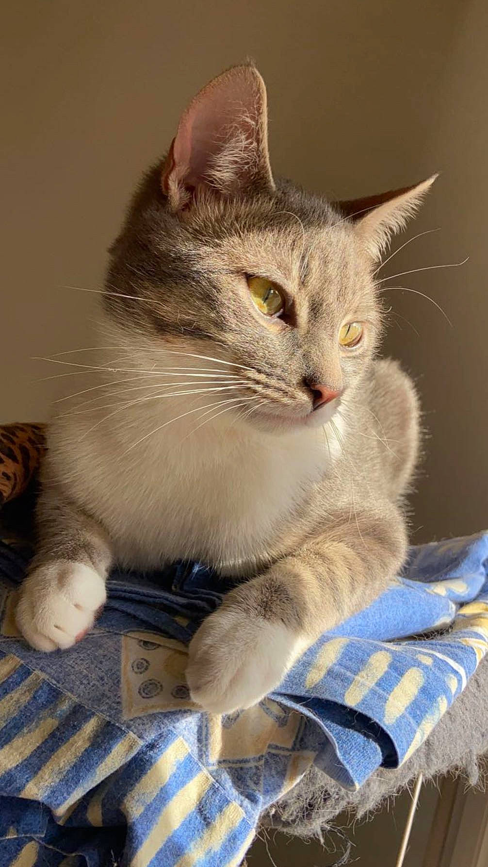 Timinou a rejoint le concours — aidez-le/la à gagner de superbes lots ! carnivore, cat, cat_furniture, claw, domestic_short_haired_cat, fawn, felidae, fur, paw, photo_caption, small_to_medium_sized_cats, snout, tail, thai, whiskers, window