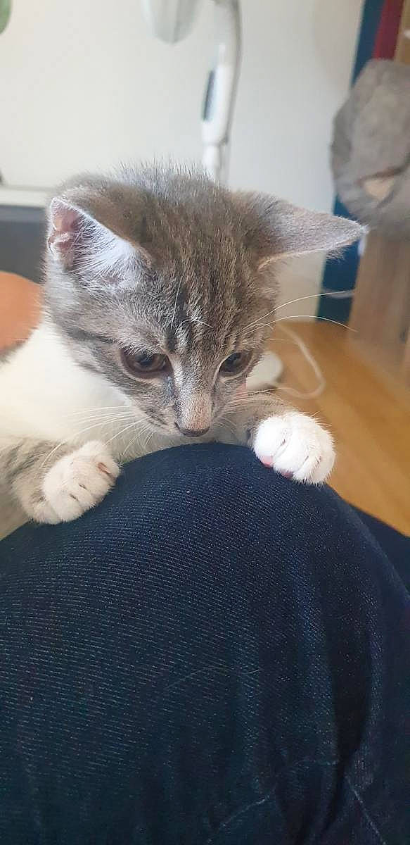 Timinou participe au concours pour gagner de l'argent avec cette photo : carnivore, cat, claw, comfort, domestic_short_haired_cat, eye, fawn, felidae, fur, grey, nap, paw, sleep, small_to_medium_sized_cats, snout, tail, whiskers, window