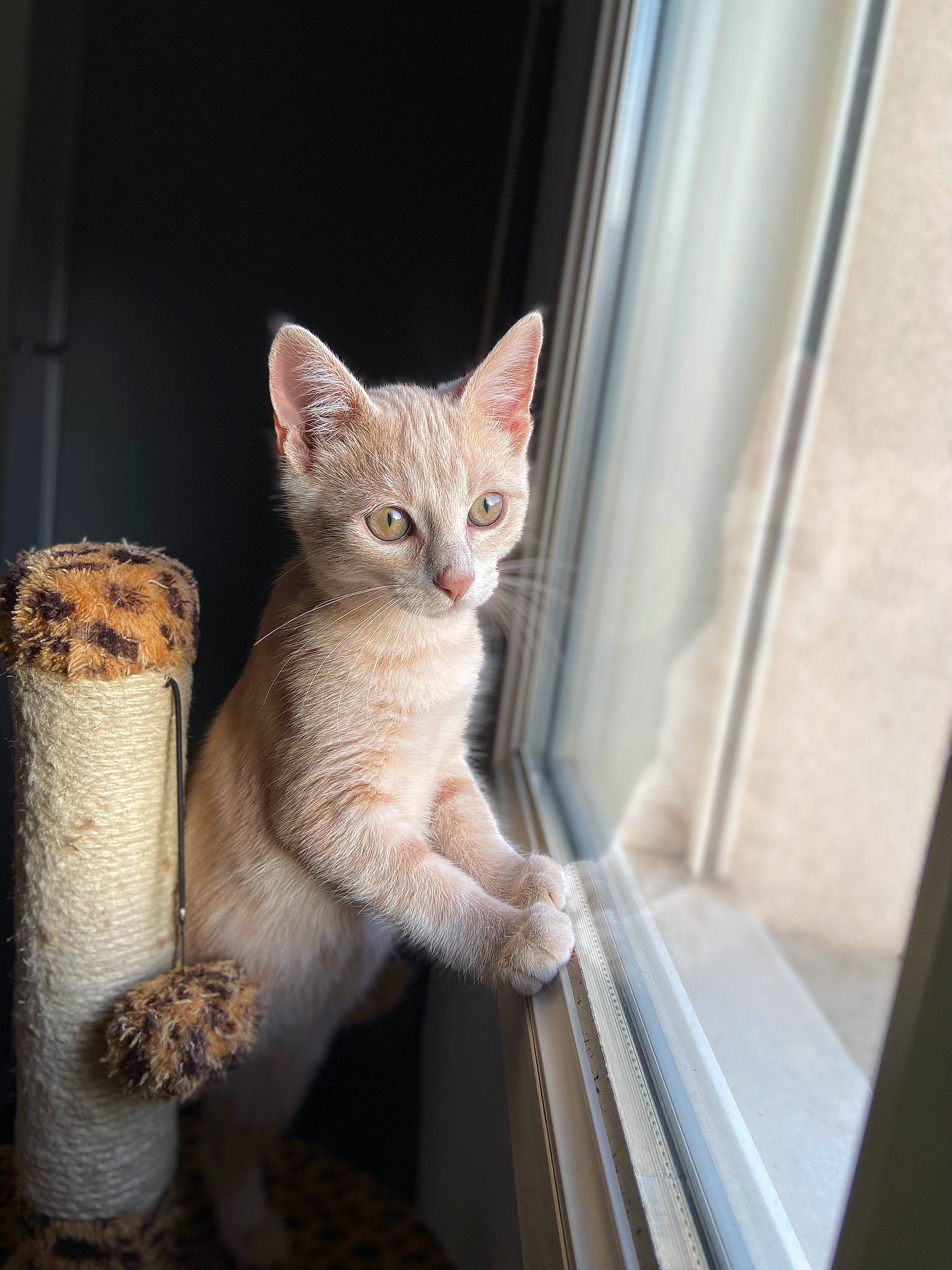 Simba participe au concours pour gagner de l'argent avec cette photo : carnivore, cat, cat_supply, claw, domestic_short_haired_cat, fawn, felidae, fur, paw, pet_supply, small_to_medium_sized_cats, snout, tail, terrestrial_animal, whiskers, wildlife, window, wood
