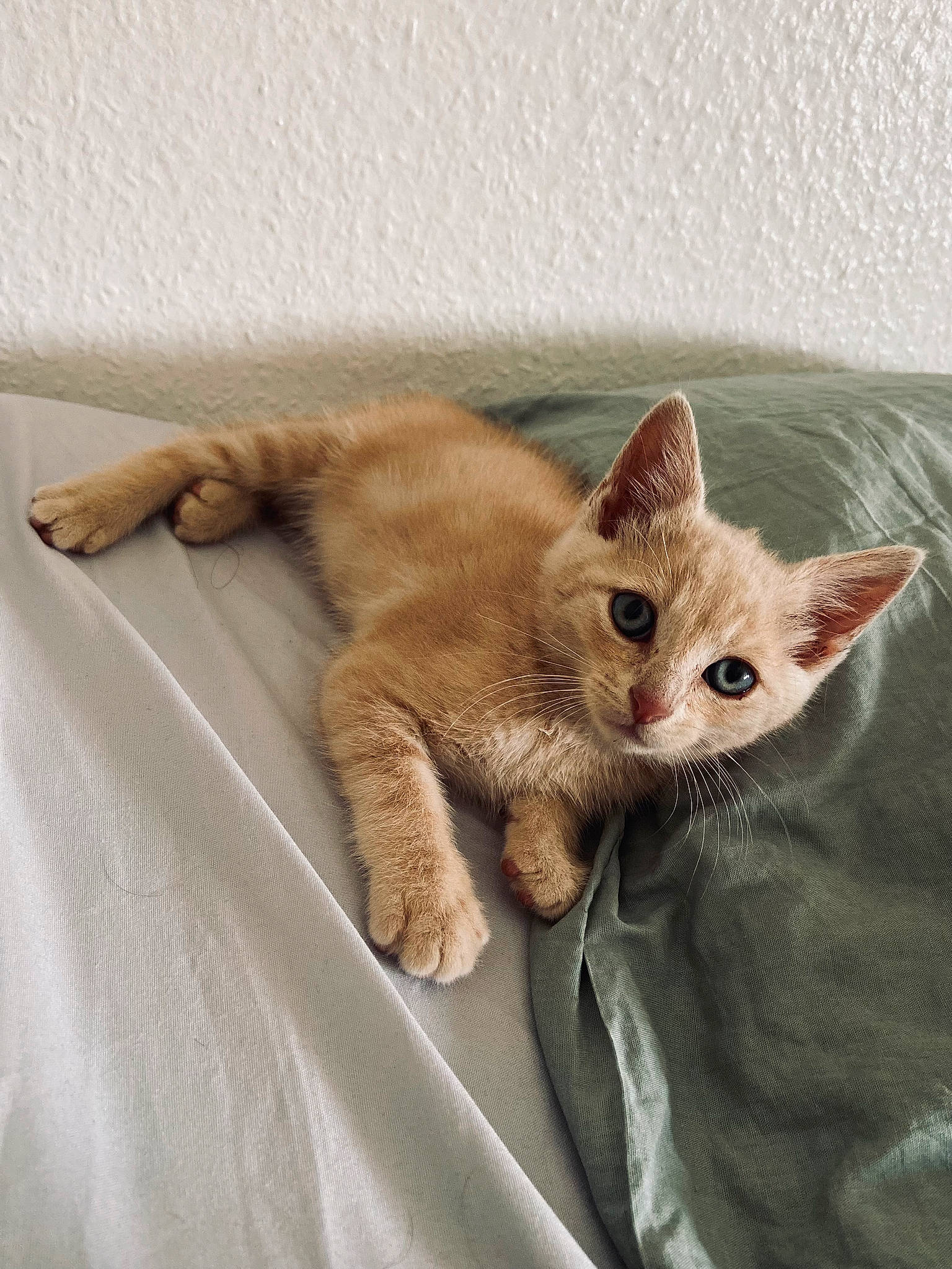 Simba a rejoint le concours — aidez-le/la à gagner de superbes lots ! carnivore, cat, cat_supply, claw, comfort, domestic_short_haired_cat, fawn, felidae, fur, gesture, paw, small_to_medium_sized_cats, snout, tail, whiskers