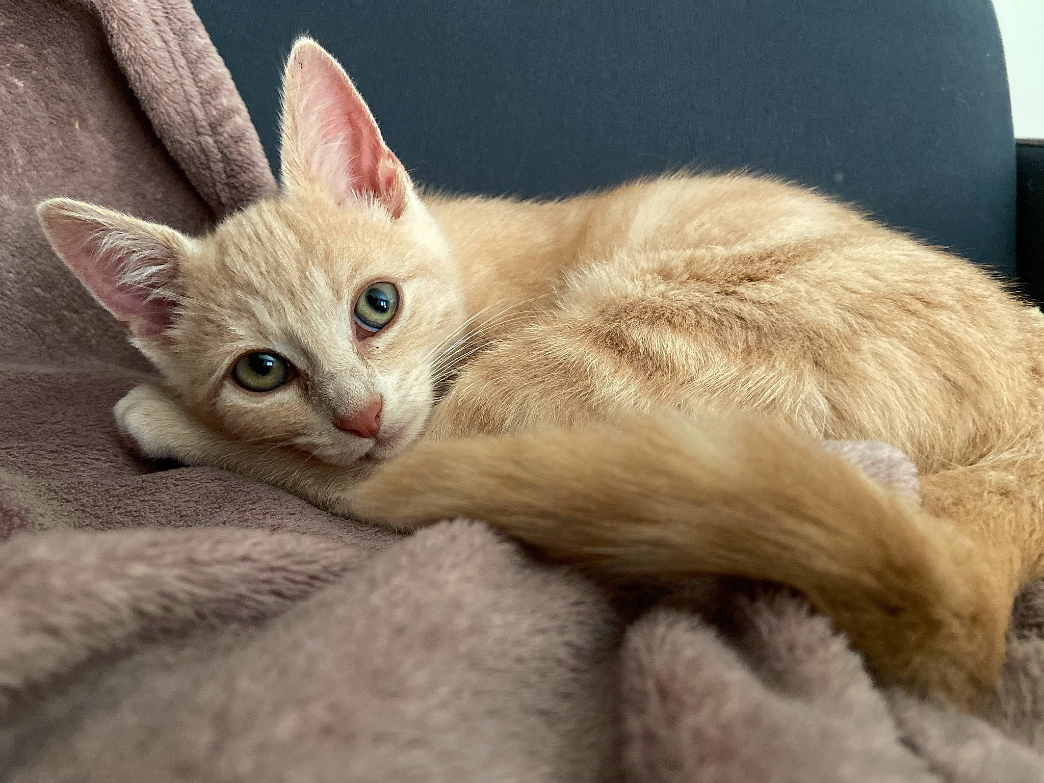 Simba participe au concours pour gagner de l'argent avec cette photo : carnivore, cat, claw, comfort, domestic_short_haired_cat, fawn, felidae, fur, paw, sleeper_chair, small_to_medium_sized_cats, snout, tail, terrestrial_animal, whiskers