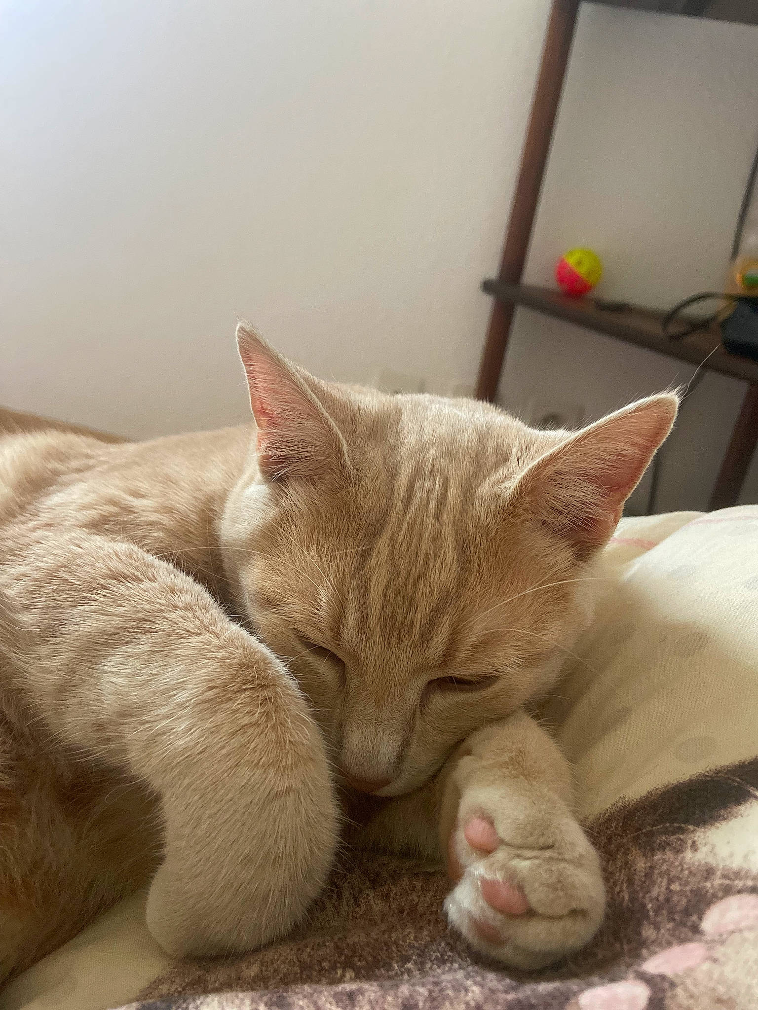 Simba participe au concours pour gagner de l'argent avec cette photo : carnivore, cat, cat_supply, claw, close_up, comfort, domestic_short_haired_cat, fawn, felidae, foot, fur, linens, mammal, nap, paw, small_to_medium_sized_cats, snout, tail, terrestrial_animal, whiskers