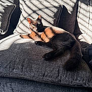 Binx joined the competition — help win amazing prizes! cat, black_and_white_cat, pet, feline, animal, couch, sofa, cushions, indoor, home, sunlight, window_light, shadow, lounging, lying_down, relaxed, fluffy_tail, pointed_ears, portrait, cozy