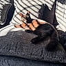 cat, black_and_white_cat, pet, feline, animal, couch, sofa, cushions, indoor, home, sunlight, window_light, shadow, lounging, lying_down, relaxed, fluffy_tail, pointed_ears, portrait, cozy