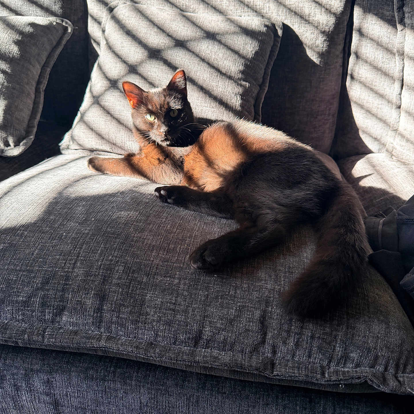 Binx joined the competition — help win amazing prizes! cat, black_and_white_cat, pet, feline, animal, couch, sofa, cushions, indoor, home, sunlight, window_light, shadow, lounging, lying_down, relaxed, fluffy_tail, pointed_ears, portrait, cozy
