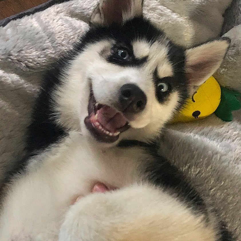 Luna is registered to the contest to win money with this photo: animal, ball, bodypart, canine, clothing, costume, dog, eskimodog, face, head, husky, mouth, person, pet, photography, portrait, puppy, sport, tennis, tennisball