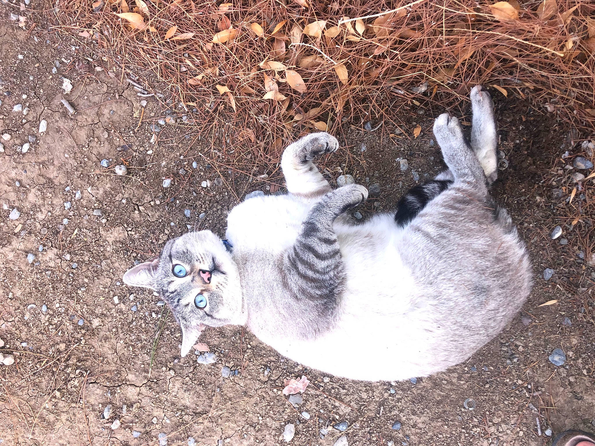 Blue joined the competition — help win amazing prizes! beak, carnivore, cat, claw, domestic_short_haired_cat, felidae, fur, paw, small_to_medium_sized_cats, soil, tail, terrestrial_animal, whiskers, wildlife