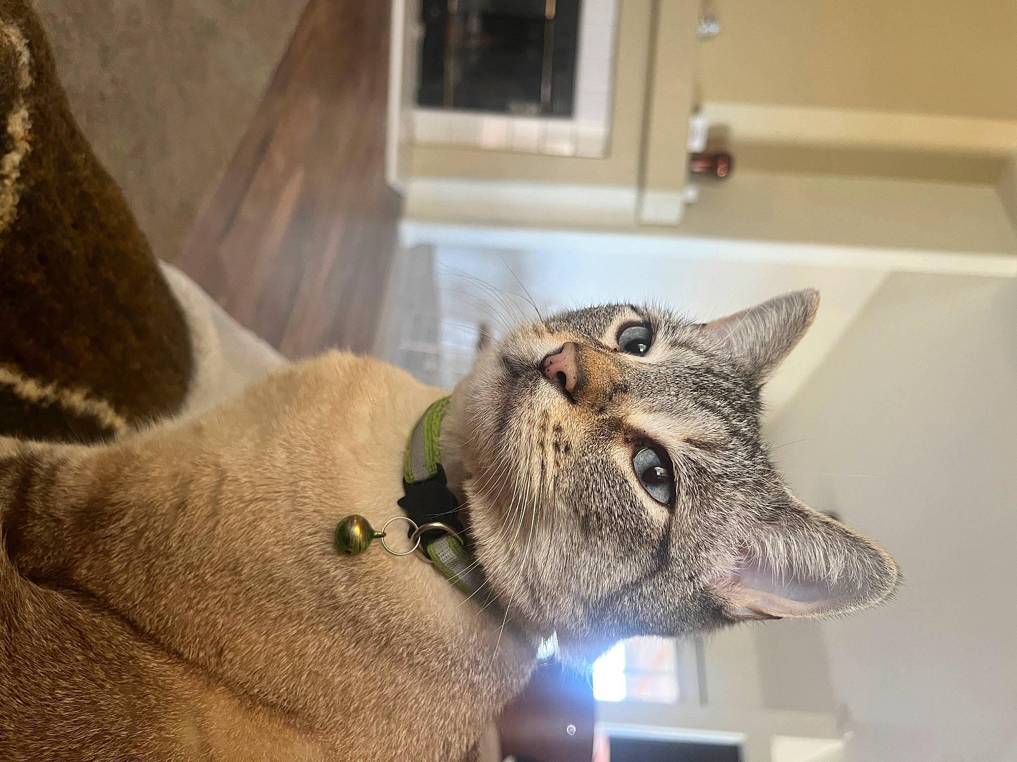 Blue is registered to the contest to win money with this photo: art, bobcat, carnivore, cat, cat_supply, claw, domestic_short_haired_cat, felidae, fur, lynx, metal, sculpture, small_to_medium_sized_cats, snout, tail, whiskers, window, wood