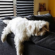 Happy participe au concours pour gagner de l'argent avec cette photo : dog, white_dog, fluffy, small_dog, sleeping, relaxed, lying_down, sofa, couch, indoor, living_room, home, furniture, blanket, window, blinds, sunlight, portrait, pet, cute