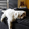 dog, white_dog, fluffy, small_dog, sleeping, relaxed, lying_down, sofa, couch, indoor, living_room, home, furniture, blanket, window, blinds, sunlight, portrait, pet, cute