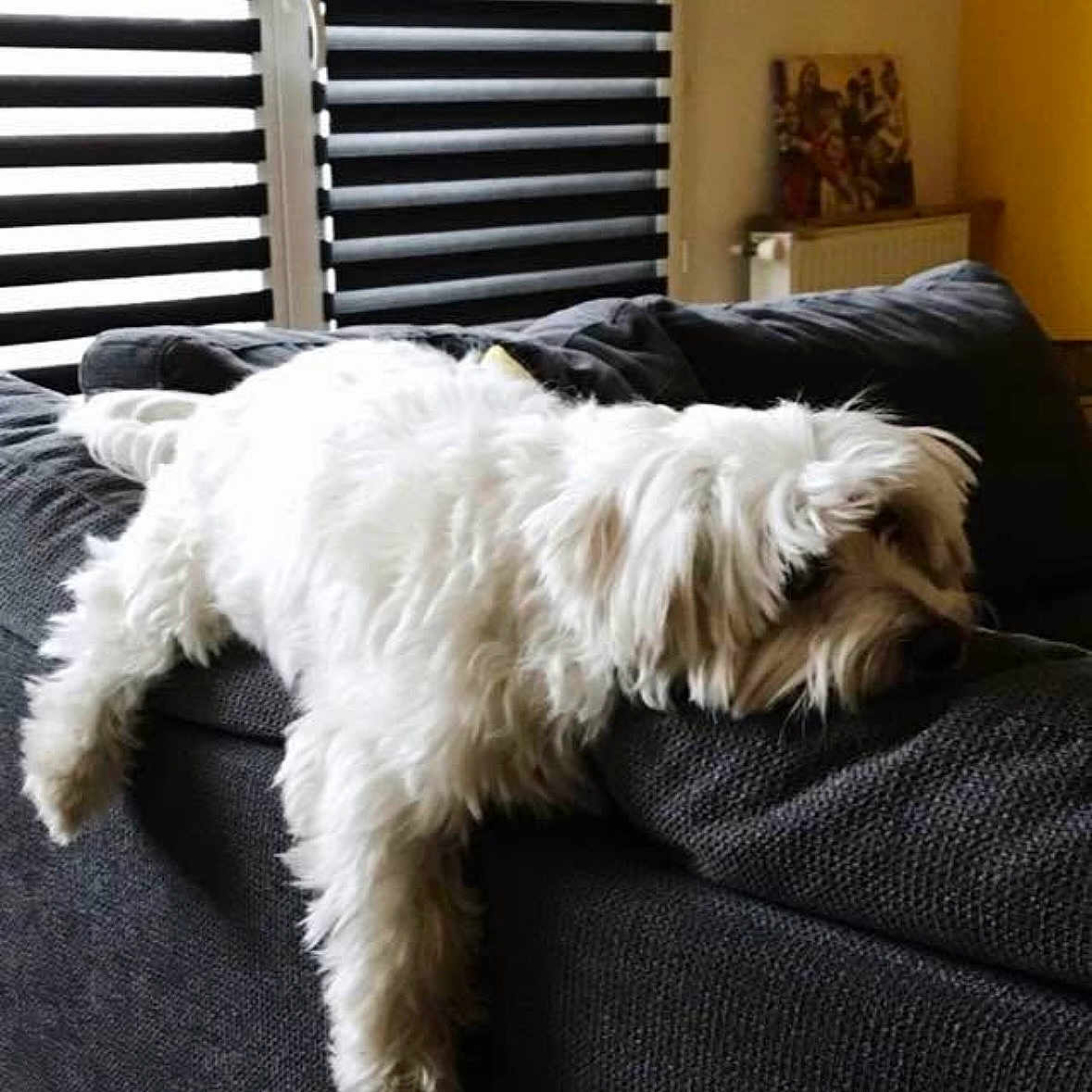 Happy participe au concours pour gagner de l'argent avec cette photo : dog, white_dog, fluffy, small_dog, sleeping, relaxed, lying_down, sofa, couch, indoor, living_room, home, furniture, blanket, window, blinds, sunlight, portrait, pet, cute