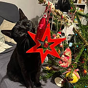 Lili participe au concours pour gagner de l'argent avec cette photo : black_cat, cat, christmas_tree, christmas_ornaments, red_star, decorations, indoor, holiday, festive, pet, animal, curious, playing, tree_branch, greenery, cozy, furniture, fabric, holiday_decor, cute