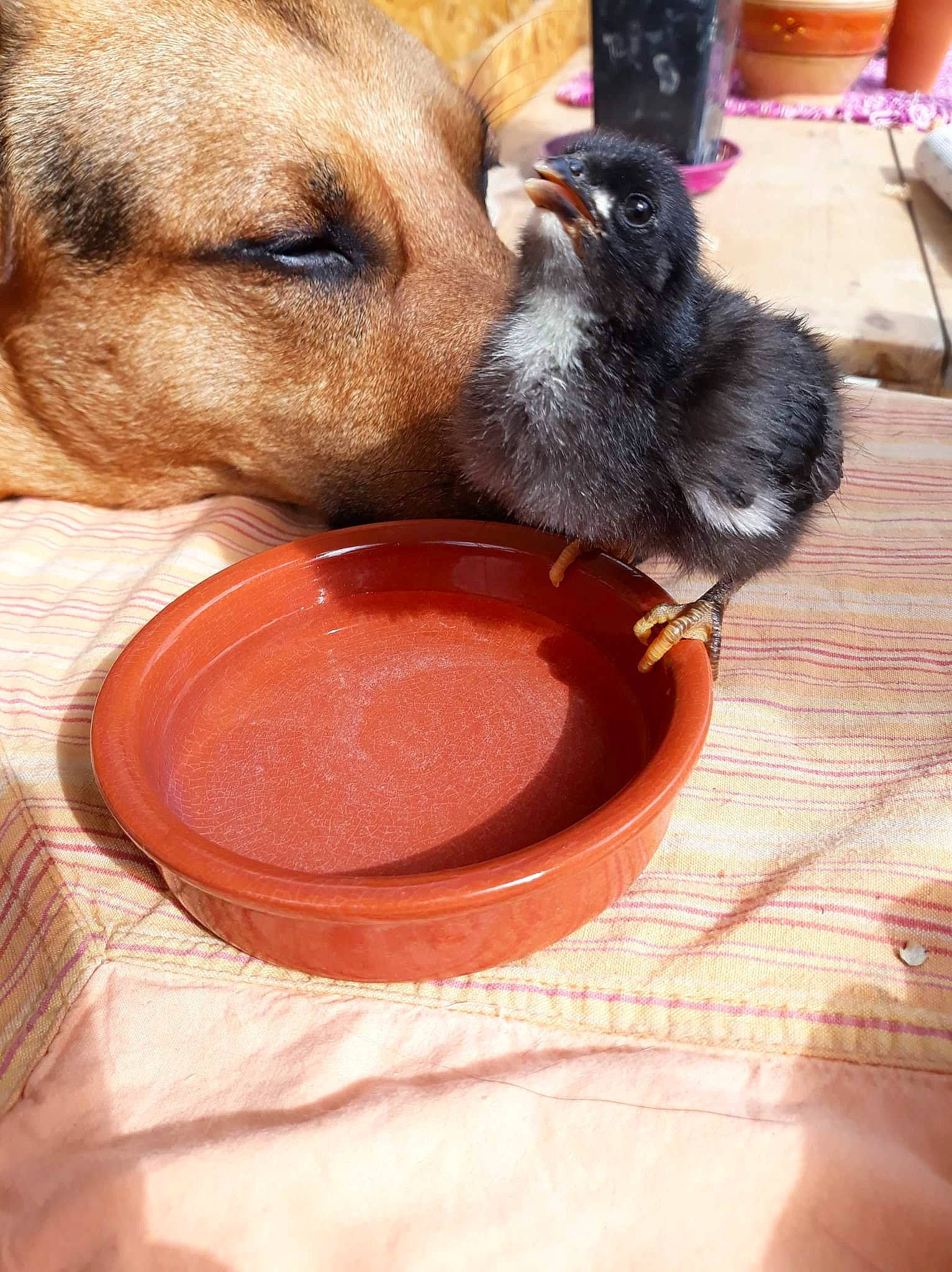 Tagada participe au concours pour gagner de l'argent avec cette photo : animal_feed, carnivore, companion_dog, cup, dishware, dog, dog_breed, drinkware, fawn, food, health_shake, ingredient, pet_supply, recipe, sauces, serveware, tableware, tomato_paste, tomato_sauce