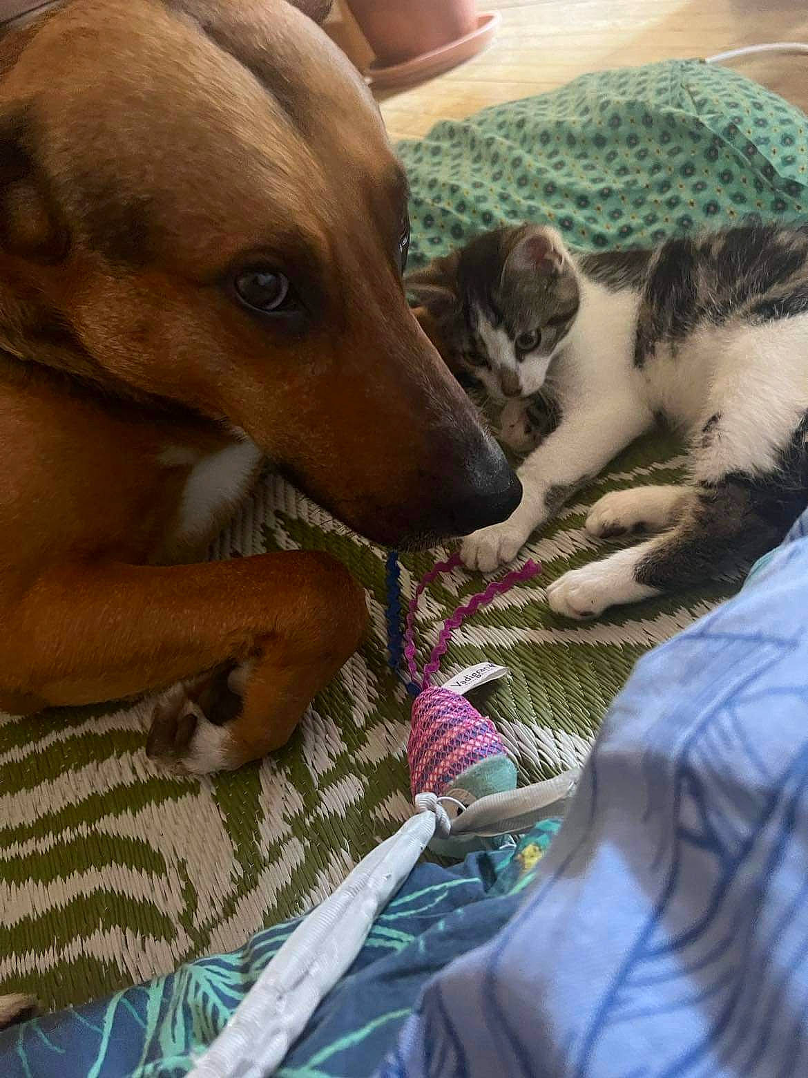 Tagada participe au concours pour gagner de l'argent avec cette photo : canidae, carnivore, cat, comfort, companion_dog, dog, dog_breed, domestic_short_haired_cat, ear, fawn, felidae, fur, linens, mammal, paw, snout, sporting_group, vertebrate, whiskers, working_animal