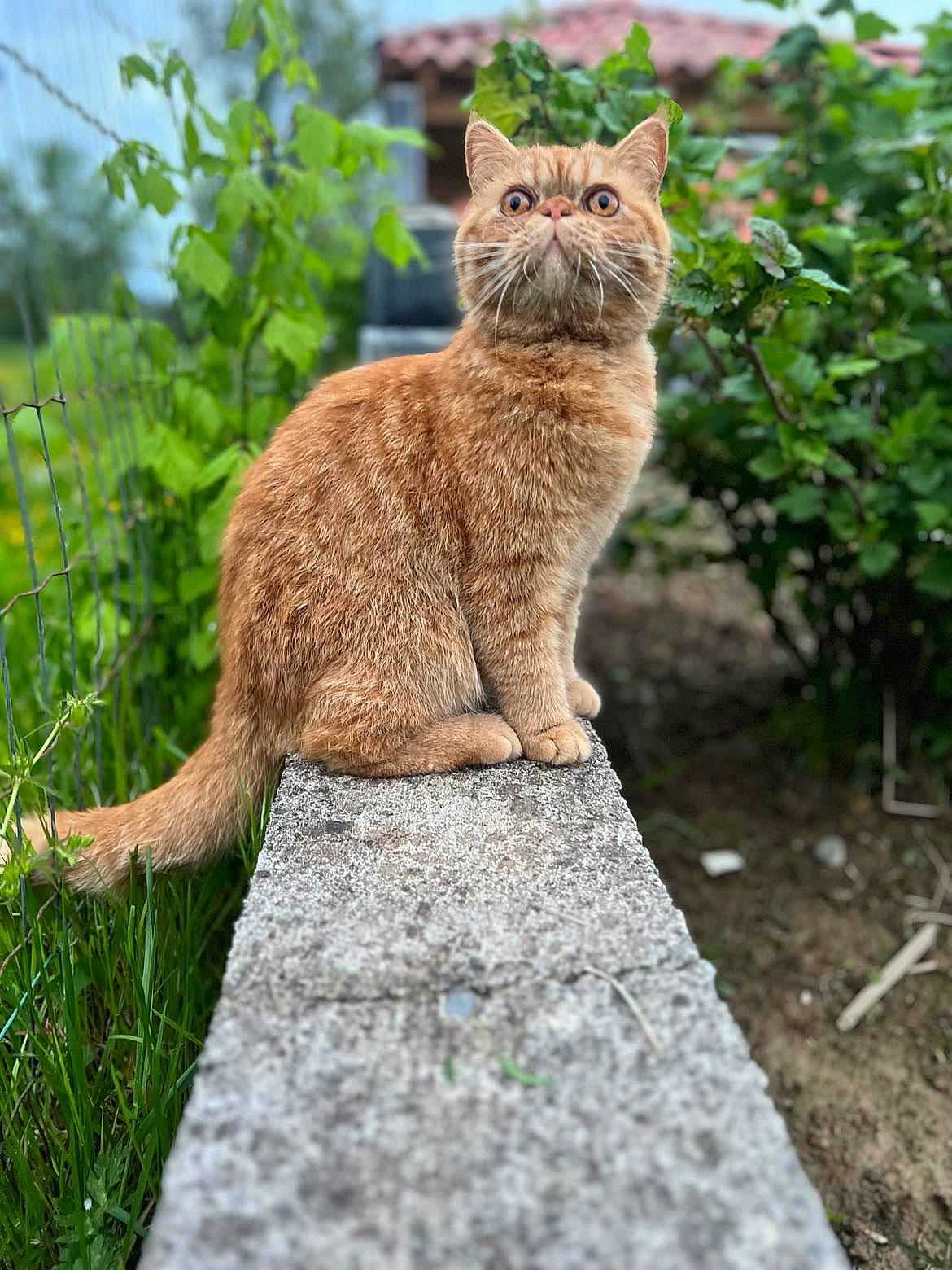 Garfield a rejoint le concours — aidez-le/la à gagner de superbes lots ! carnivore, cat, domestic_short_haired_cat, fawn, felidae, fur, grass, groundcover, mammal, plant, road_surface, sitting, small_to_medium_sized_cats, snout, tail, terrestrial_animal, tree, whiskers, wildlife, wood