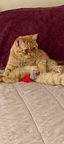 Garfield participe au concours pour gagner de l'argent avec cette photo : carnivore, cat, claw, comfort, fawn, felidae, flooring, fur, paw, sitting, small_to_medium_sized_cats, snout, tail, terrestrial_animal, whiskers, wood