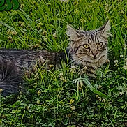 Princess is registered to the contest to win money with this photo: cat, tabby_cat, grass, flowers, outdoor, animal, pet, greenery, nature, meadow, feline, wildlife, flora, plant, lying_down, cute, eyes, fur, whiskers, relaxation