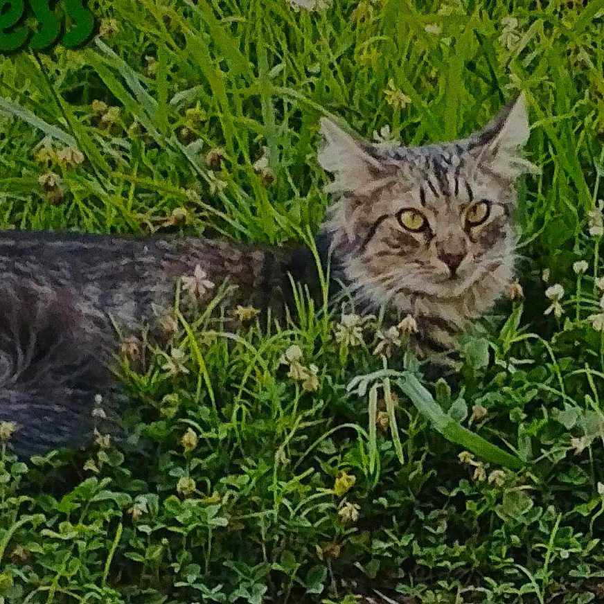 Princess is registered to the contest to win money with this photo: cat, tabby_cat, grass, flowers, outdoor, animal, pet, greenery, nature, meadow, feline, wildlife, flora, plant, lying_down, cute, eyes, fur, whiskers, relaxation
