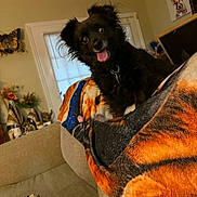 Luna joined the competition — help win amazing prizes! animal, black_dog, blanket, collar, couch, cozy, cute, dog, domestic, fur, furniture, happy, home_decor, indoor, living_room, painting, pet, smiling, tongue_out, window