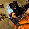 animal, black_dog, blanket, collar, couch, cozy, cute, dog, domestic, fur, furniture, happy, home_decor, indoor, living_room, painting, pet, smiling, tongue_out, window