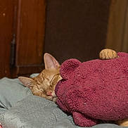 Potato is registered to the contest to win money with this photo: cat, sleeping, orange_tabby, plush_toy, teddy_bear, bed, blanket, indoor, cozy, resting, soft, cute, feline, animal, pet, relaxation, comfort, fur, ears, pink_nose