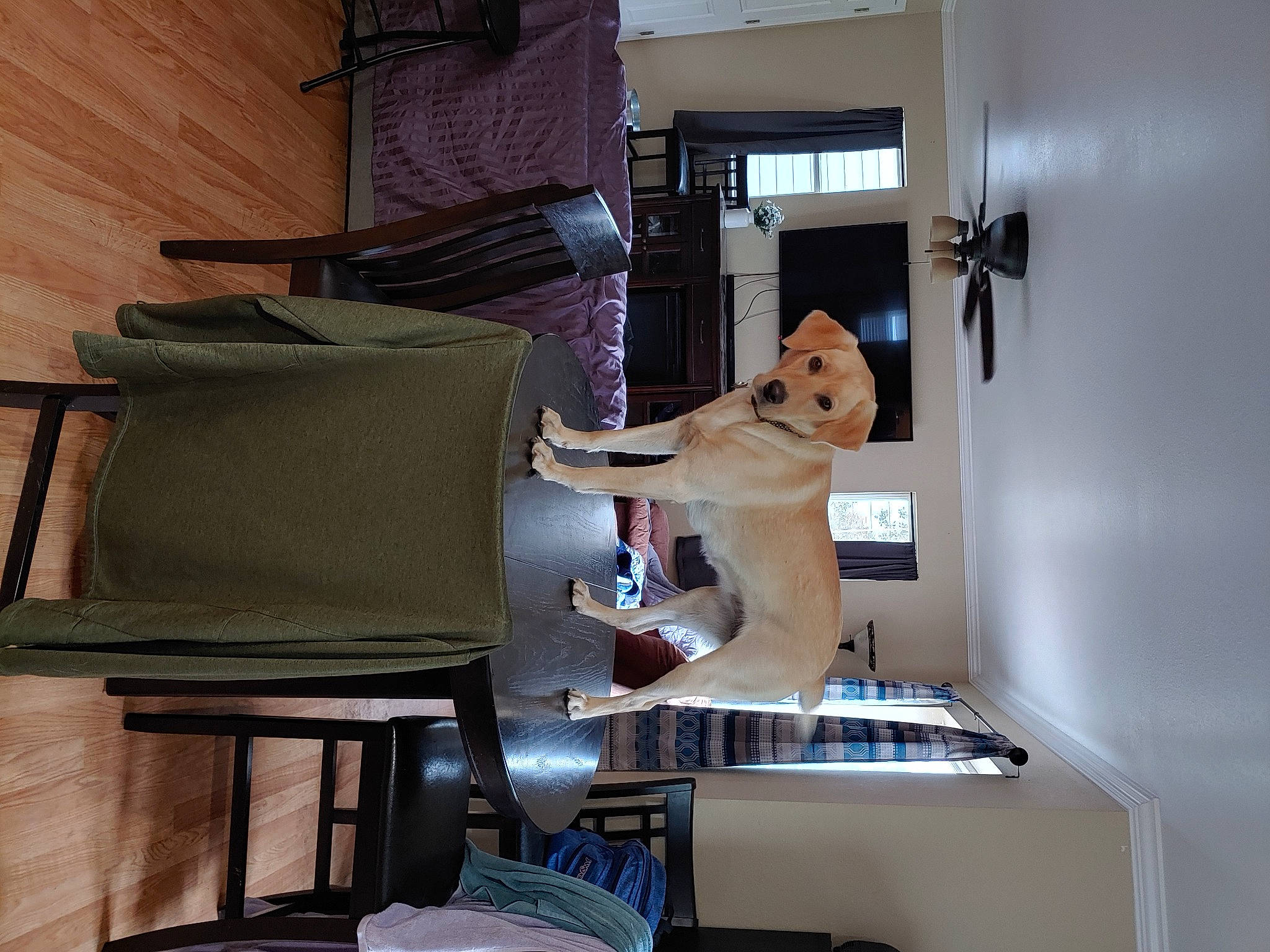 Sadie is registered to the contest to win money with this photo: bookcase, building, canidae, carnivore, chair, comfort, companion_dog, dog, floor, flooring, hardwood, house, living_room, machine, piano, room, shelving, sporting_group, table, wood