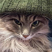 Esmé participe au concours pour gagner de l'argent avec cette photo : cat, fluffy, whiskers, green_hat, knit_hat, feline, close_up, portrait, animal, pet, winter, cozy, fur, cute, eyes, face, mammal, indoors, soft_texture, adorable