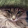 cat, fluffy, whiskers, green_hat, knit_hat, feline, close_up, portrait, animal, pet, winter, cozy, fur, cute, eyes, face, mammal, indoors, soft_texture, adorable