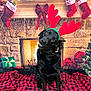 Maxx is registered to the contest to win money with this photo: black_dog, christmas, christmas_tree, cozy, cute, decorations, dog, festive, festive_lights, fireplace, holiday, holiday_spirit, indoor, pet, plaid_blanket, poinsettia, red_bow, reindeer_antlers, sitting, stockings