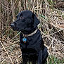 animal, black_dog, brown, canine, collar, daytime, dog, field, fur, grass, green, leaf, nature, outdoor, pet, reeds, side_view, sitting, watchful, wildlife