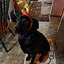 Maxx is registered to the contest to win money with this photo: animal, black_dog, carpet, chair, christmas_decor, cute, dog, domestic, floor, fur, headband, holiday, home, indoor, pet, portrait, reindeer_antlers, rug, sitting, table