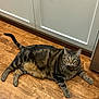 Tatertot joined the competition — help win amazing prizes! cat, tabby_cat, indoor, wood_floor, kitchen, feline, pet, animal, striped, relaxed, lying_down, curious, whiskers, ears, tail, cabinet, flooring, domestic_cat, cute, resting