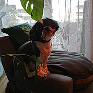 Jade a rejoint le concours — aidez-le/la à gagner de superbes lots ! armchair, black_and_white, cozy, curtain, cute, decor, dog, domestic_animal, fur, furniture, houseplant, indoor, leaf, living_room, pet, plant, portrait, seated, small_dog, window