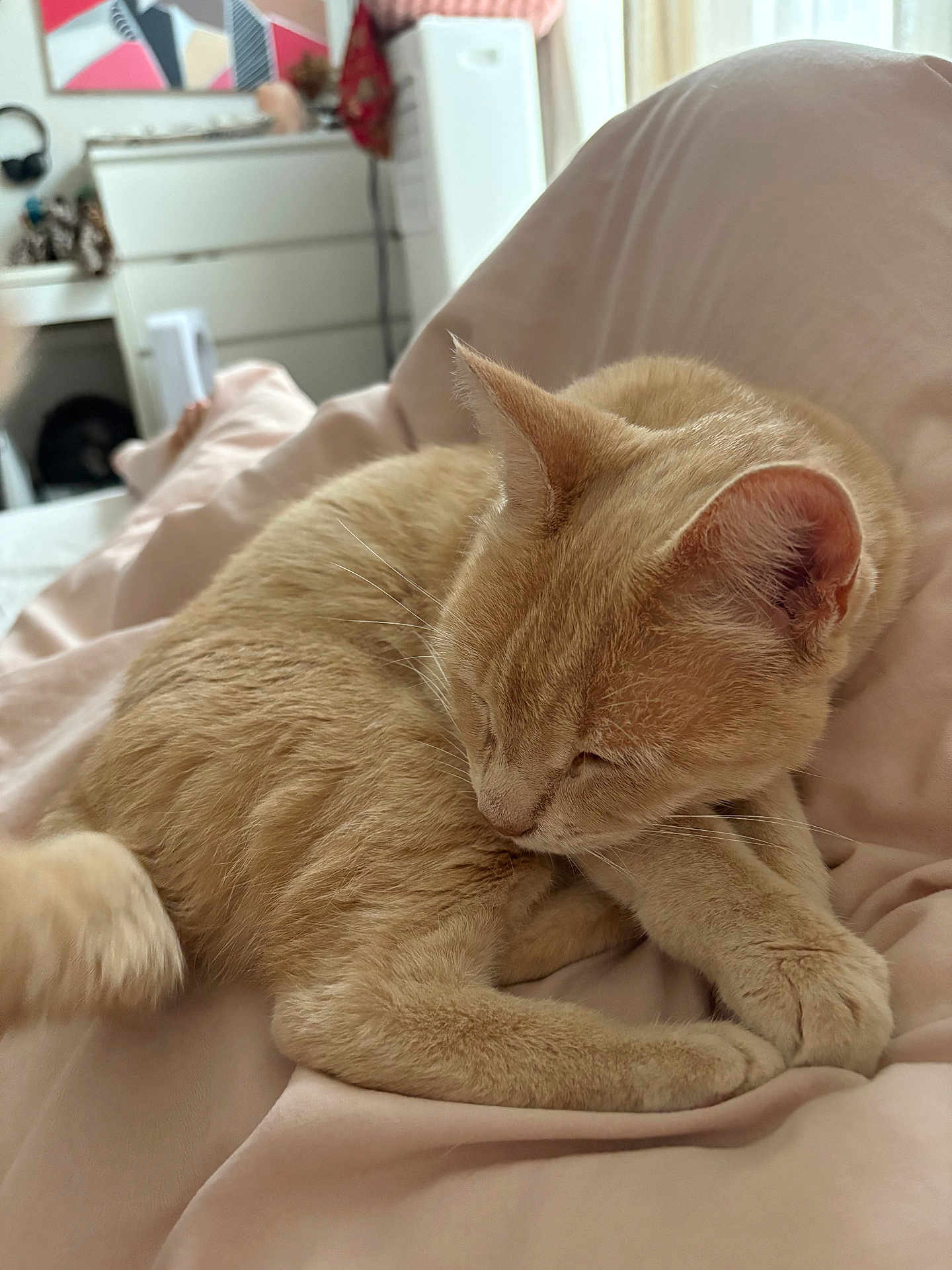 Maya a rejoint le concours — aidez-le/la à gagner de superbes lots ! cat, ginger_cat, sleeping, pet, animal, cozy, blanket, bed, indoor, fur, whiskers, relaxing, cute, soft, nap, domestic_cat, feline, resting, pink, comfortable