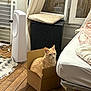 Maya a rejoint le concours — aidez-le/la à gagner de superbes lots ! cat, cardboard_box, wooden_floor, bed, blanket, cushion, nightstand, window, curtains, air_purifier, indoor, furniture, pet, orange_cat, relaxed, domestic, room, cozy, home, sleepy