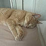 cat, sleeping, beige, fur, pet, resting, indoor, cozy, quiet, relaxation, closeup, animal, cute, whiskers, paw, feline, domestic_cat, soft, calm, napping