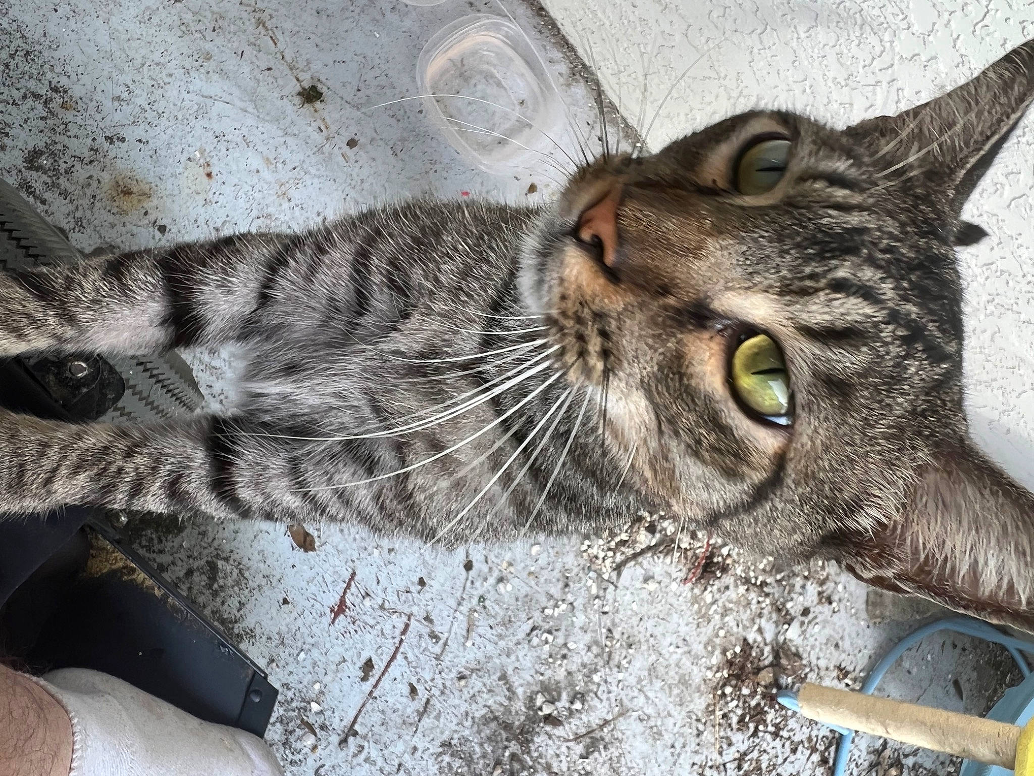 Tomcat is registered to the contest to win money with this photo: carnivore, cat, claw, domestic_short_haired_cat, felidae, fur, grass, paw, sitting, small_to_medium_sized_cats, snout, tail, terrestrial_animal, whiskers, wildlife, window