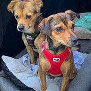 Swippy Et Hindy participe au concours pour gagner de l'argent avec cette photo : animal, black_fur, blanket, brown_fur, canine, car, car_seat, collar, cozy, cute, dogs, harness, indoors, pet, portrait, puppies, road_trip, sitting, tan_fur, two_dogs