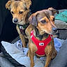 animal, black_fur, blanket, brown_fur, canine, car, car_seat, collar, cozy, cute, dogs, harness, indoors, pet, portrait, puppies, road_trip, sitting, tan_fur, two_dogs