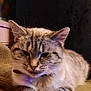 abyssinian, angora, animal, bodypart, cat, couch, ear, furniture, hardwood, kitten, manx, mouth, person, pet, plywood, siamese, sleeping, wood