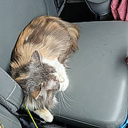 Patches joined the competition — help win amazing prizes! animal, blanket, car_seat, cat, cozy, feline, fur, gray, indoor, leather, multicolored, orange, pet, purple, resting, seatbelt, sleeping, transportation, vehicle, whiskers