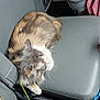 animal, blanket, car_seat, cat, cozy, feline, fur, gray, indoor, leather, multicolored, orange, pet, purple, resting, seatbelt, sleeping, transportation, vehicle, whiskers