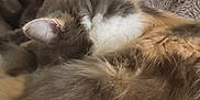 Patches is registered to the contest to win money with this photo: animal, bedroom, blanket, cat, closeup, comfort, cozy, domestic, feline, fluffy, fur, household, indoor, mammal, pet, relaxation, resting, sleeping, soft, warm