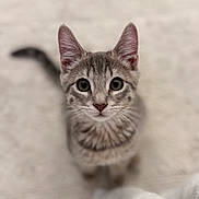 Baby Kitty joined the competition — help win amazing prizes! kitten, cat, tabby, pet, animal, fur, whiskers, ears, tail, eyes, cute, domestic_animal, young, looking_up, indoor, soft_texture, portrait, small, mammal, feline