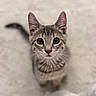 kitten, cat, tabby, pet, animal, fur, whiskers, ears, tail, eyes, cute, domestic_animal, young, looking_up, indoor, soft_texture, portrait, small, mammal, feline