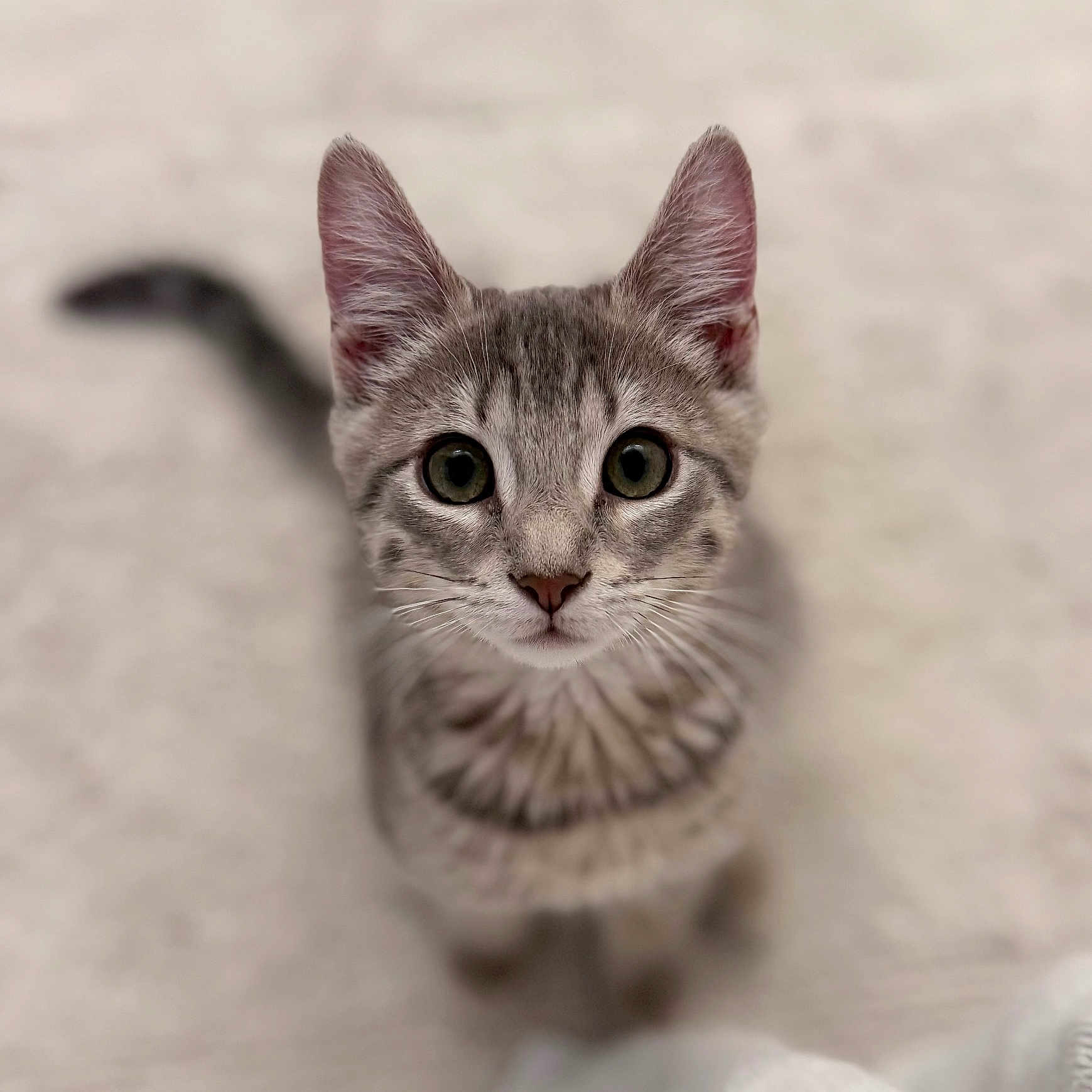 Baby Kitty