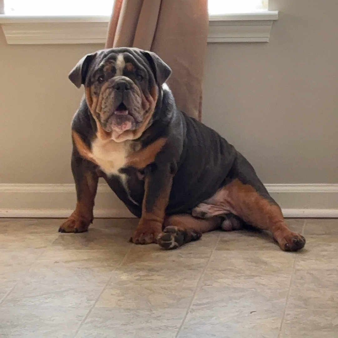 Benny joined the competition — help win amazing prizes! animal, bostonbull, boxer, bulldog, canine, curtain, dog, frenchbulldog, hardwood, hound, indoors, interiordesign, pet, pitbull, pug, puppy, window, wood