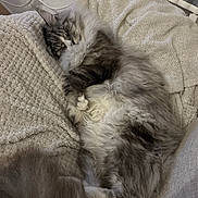 Bounty a rejoint le concours — aidez-le/la à gagner de superbes lots ! cat, sleeping, fluffy, fur, tail, blanket, cozy, resting, indoor, pet, cute, relaxed, texture, soft, comfort, animal, feline, whiskers, paws, nap