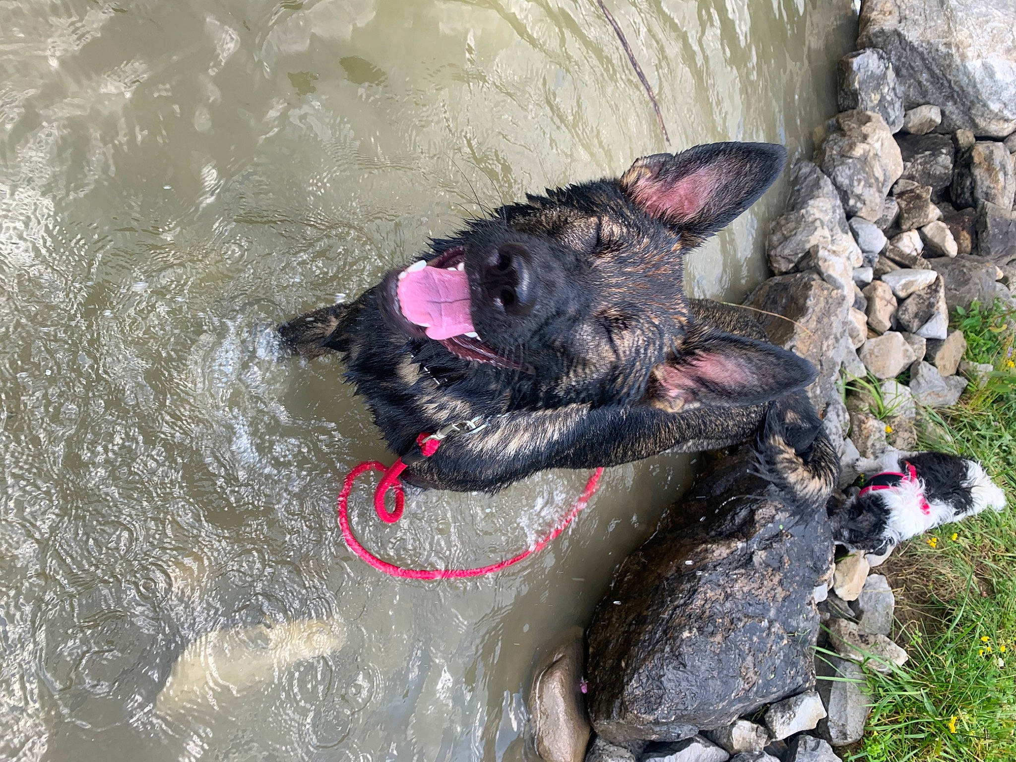 Amara is registered to the contest to win money with this photo: canidae, carnivore, dog, dog_breed, snout, sporting_group