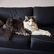 Babou a rejoint le concours — aidez-le/la à gagner de superbes lots ! cat, fluffy, black_leather_couch, indoor, stretching, relaxed, pet, feline, white_wall, home, domestic_animal, long_hair, paw, resting, fur, living_room, animal, cute, comfortable, calm
